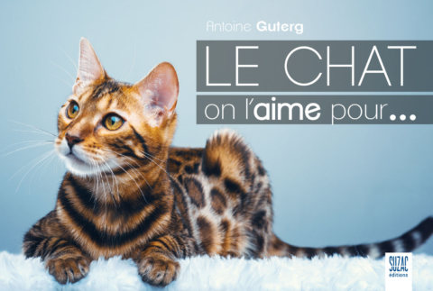 Le chat, on l’aime pour…